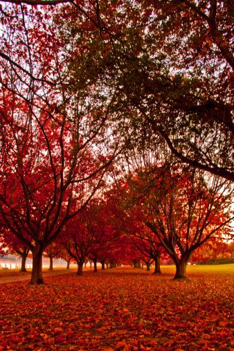 Autumn In Australia, Australia Autumn, Australian Autumn, Stone Town Zanzibar, Australia Capital, Canberra Australia, Stone Town, Australian Capital Territory, Colors Of Autumn