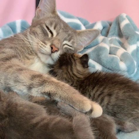 Love MOM ❤ #cats #catlove #mom #mother #love #family Momma Cat And Kittens, Adam Hunter, Mother Love, Mom Cat, Love Family, 2025 Vision, Love Mom, Cat Mom, Cat Love