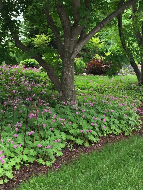 Wild Geranium-rabbits stay away from this incredibly hardy ground cover. Remains full and green all summer, fall brings shades of yellow, oranges and red. Geranium Ground Cover, Wild Ginger Ground Cover, Hardy Geranium Landscape, New England Native Plants, Wild Geraniums, Vermont Native Plants, Dorotheanthus Mezoo Trailing Red, Geraniums Garden, Japanese Inspired Garden