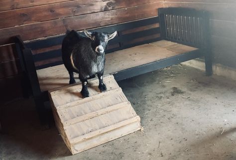 Goat Beds Raised, Diy Goat Toys, Goat Ideas, Pallet Bed Frame Diy, Goat Toys, Dream Ranch, Pallet Bed Frame, Old Bed Frames, Ranch Ideas