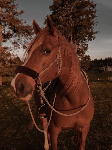 Grunge Animals, Aesthetic Art Love, Horse Anatomy, Looks Country, Horse Aesthetic, Majestic Horse, Chestnut Horse, Brown Horse, Cute Horses