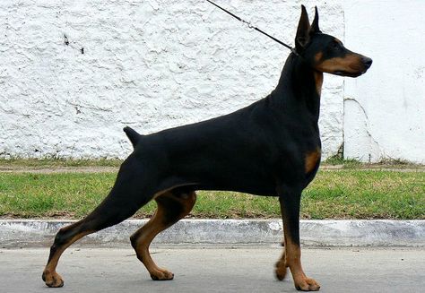 Doberman Anatomy, Doberman Reference, Dog Anatomy, Doberman Dog, Wolves And Women, Dogs Breeds, Animal References, Doberman Dogs, Dream Dog