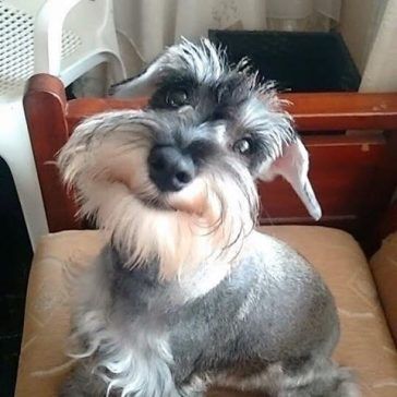 The 21 Happiest Schnauzers On Earth | The Paws Big Schnauzer, Dogs Schnauzer, Winning Smile, Schnauzer Mix, Mini Schnauzer Puppies, Man Beard, Mini Schnauzers, Miniature Schnauzer Puppies, Dog Red