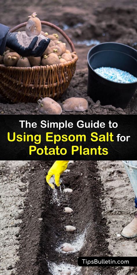 Discover how to plant potatoes and sweet potatoes by increasing the magnesium in the soil with Epsom salt. Is Epsom salt good for growing potatoes? Yes, this mineral is perfect for amending soil with a magnesium deficiency, and it’s simple to use. #epsomsalt #potato #plants #fertilize How To Plant Sweet Potatoes, Fertilizer For Potatoes, Planting Seed Potatoes, How To Plant Potatoes, Garden Potatoes, Planting Food, Potato Garden, Potatoes And Sweet Potatoes, Planting Seed