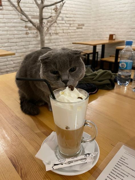 Cat And Coffee, Cat Cafe Food, Cat Coffee Shop, Cat Cafe Aesthetic, Cat Cafe Korea, Cats Coffee Shop, Cat Cafe Pictures, Cats Cafe Aesthetic, Bookstore Cats