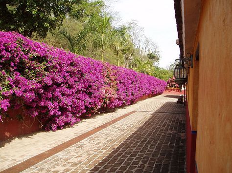 bouganvilla fence--this is the one Trees For Front Yard, Privacy Plants, Landscaping Retaining Walls, Garden Vines, Garden Plans, Fence Landscaping, Outdoor Decor Backyard, Front Yard Garden, Tropical Landscaping