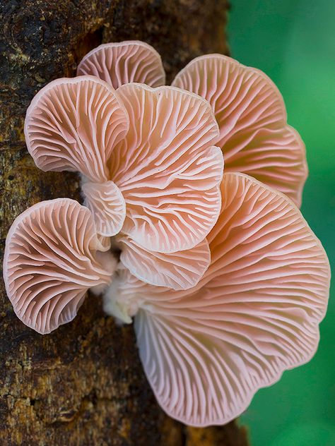 Happy Mushroom, Mushroom Kits, Mushroom Garden, Mushroom Pictures, Garden Mushrooms, Plant Fungus, Oyster Mushrooms, Tech Art, Mushroom Fungi