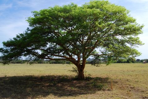 Los árboles grandes son una maravilla, ya que suelen proporcionar una muy agradable sombra. Pero, ¿cuáles son sus nombres?  #arboles #plantas #jardin #jardinería #jardines #paisajismo #decoracion Beautiful Homes, Tree Trunk, Country Roads, Patio, Road, Plants, Design, Nature, Patios