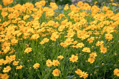 A showstopper in the summer garden, Coreopsis grandiflora (Large Flower Tickseed) is a clump-forming perennial wildflower boasting a profusion of showy bright yellow flowers, 2-3 in. across (5-7 cm), from late spring to late summer - if spent flowers are deadheaded. Large Flower Tickseed is an excellent pollinator plant, attracting bees, butterflies and other pollinating insects. The blossoms are held high above the foliage on slender, erect stems clad with pinnatifid and deeply lobed bright gre Coreopsis Grandiflora, Tickseed Coreopsis, Purple Coneflower, Pollinator Plants, Cardinal Flower, Prairie Garden, Sun Garden, Attracting Bees, Garden Design Plans