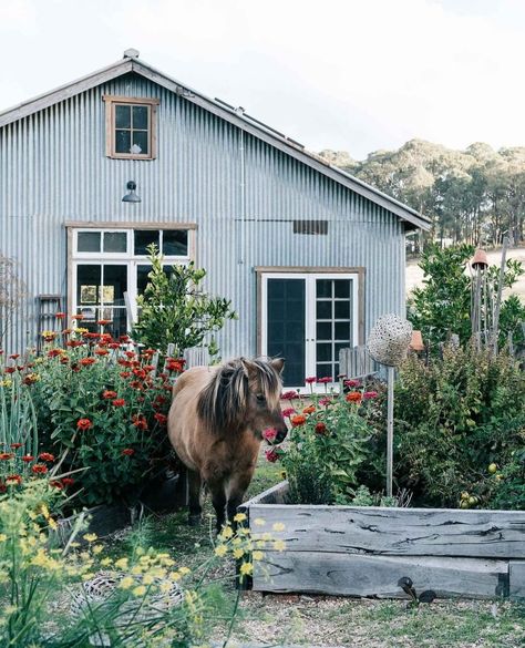 Shetland pony Georgie, who graces the cover of our current issue (IN STORES NOW!), is not just a pretty face. Soon, she will be trained to… Artic Crafts, Nature Aestethic, Country Future, Farm Goals, Homesteading Inspiration, Georgian Farmhouse, Barn Restoration, Country Style Magazine, Black Cottage