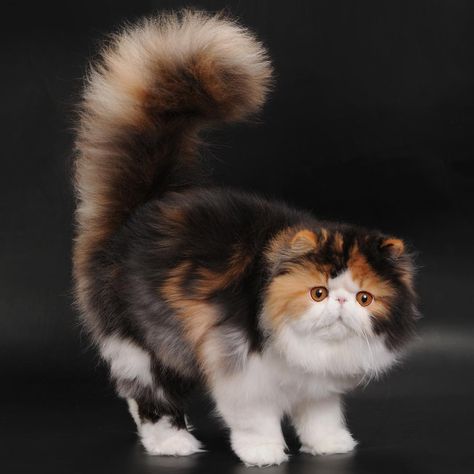 Calico Persian Cat, Fluffy Calico Cat, Calico Cats, Persian Cats, Calico Kitten, Gallery Ideas, Persian Kittens, Bengal Cats, Nine Lives