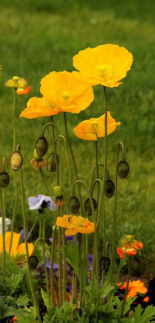 Flores para mi jardín Yellow Poppies, Gladioli, Deco Floral, Picket Fence, Mellow Yellow, The Grass, Flower Beauty, Beautiful Blooms, Flower Field