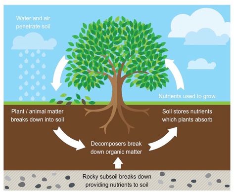 Nutrient Cycling | BioNinja Garden Rotation, Nutrition In Plants, Nutrient Cycle, Natural Plant Food, Nitrogen Fixation, Nitrogen Cycle, Carbon Cycle, Permaculture Gardening, Plant Life Cycle