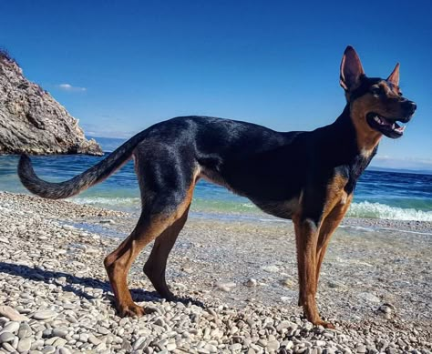 Doberman Mixed Breed, Belgian Malinois Mix Doberman, Dog Characters, Italian Dogs, Doberman Mix, Rottweiler Mixed With Doberman, Pretty Puppies, Rottweiler Doberman Mix Dogs, Fit Dogs