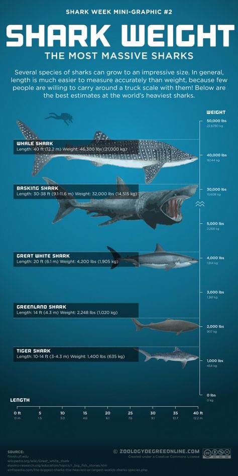 Sharks Infographic, Shark Species, Basking Shark, Save The Sharks, Shark Facts, Weight Chart, Species Of Sharks, Small Shark, Image Swag