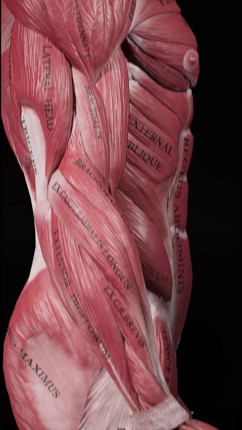 Human Anatomy Picture, Inside Human Body, Human Muscle Anatomy, Hand Anatomy, Ab Workout Plan, Perfect Physique, Basic Anatomy And Physiology, Pectoral Muscles, Yoga Anatomy