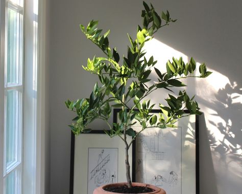 Your potted citrus tree does not want to come inside for the winter. I know this because I overheard it talking to its little houseplant friends out on your patio just now. "I don't like it in there," it was saying through pursed lemony lips. Here's how to change its mind: Lemon Tree Potted, Citrus Tree Indoor, Indoor Lemon Tree, Indoor Fruit Trees, Indoor Tree Plants, Lemon Plant, Citrus Tree, Meyer Lemon Tree, Indoor Tree