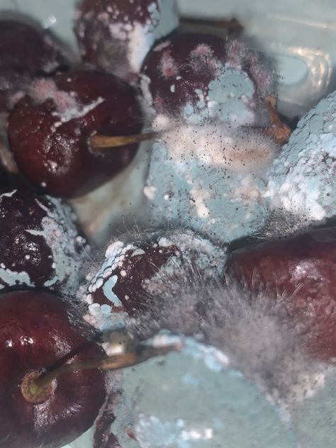 Moldy Fruit Photography, Mouldy Cheese, Mouldy Fruit, Mold Photography, Mold Aesthetic, Mouldy Food, Moldy Fruit, Moldy Food, Rotting Fruit