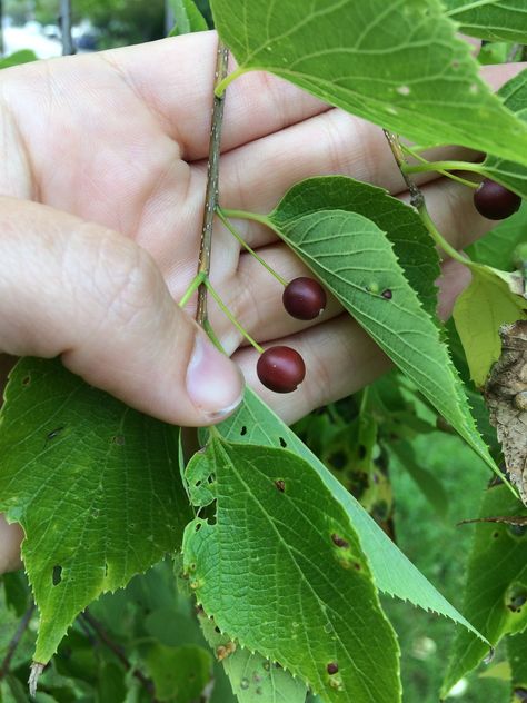 Northern Hackberry (Celtis occidentalis) is a native deciduous tree common across much of the US and Canada. Though often referred to as a “junk tree” because of its lack of value as a timber product, hackberry is a beautiful, fast-growing tree that produces delicious fruit in late summer and fall. This underutilized wild edible is high in protein, vitamins, and minerals. And since it’s commonly planted in urban landscapes, it’s very easy to find! Hackberry Tree, Paleo Food, Fast Growing Trees, Urban Landscapes, Food Forest, Wild Edibles, Native Garden, Stone Fruit, Energy Bars