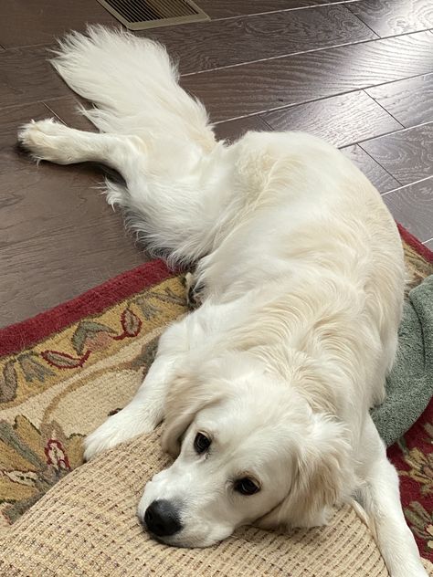 Light Golden Retriever, White Golden Retriever Puppy, White Retriever, White Golden Retriever, Dogs For Adoption, Pretty Dogs, Retriever Puppy, Cute Dogs And Puppies, Cute Animal Photos