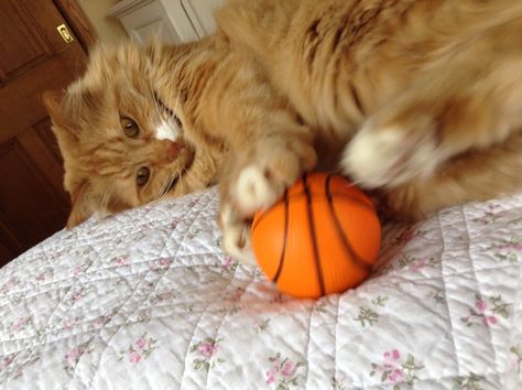 My cute adorable kitten I didn't now they could play basketball Cat Basketball, Cats Playing, Play Basketball, Adorable Kitten, Playing Basketball, Could Play, Cat Playing, Kitty Cats, Kittens Cutest