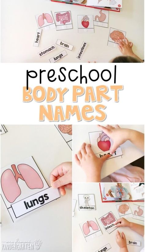 Preschool: My Body - Mrs. Plemons' Kindergarten Human Body Unit Study, Body Preschool, Human Body Activities, Body Parts Preschool, Human Body Unit, Creative Curriculum, 5 Senses, Preschool Science, Vocabulary Cards