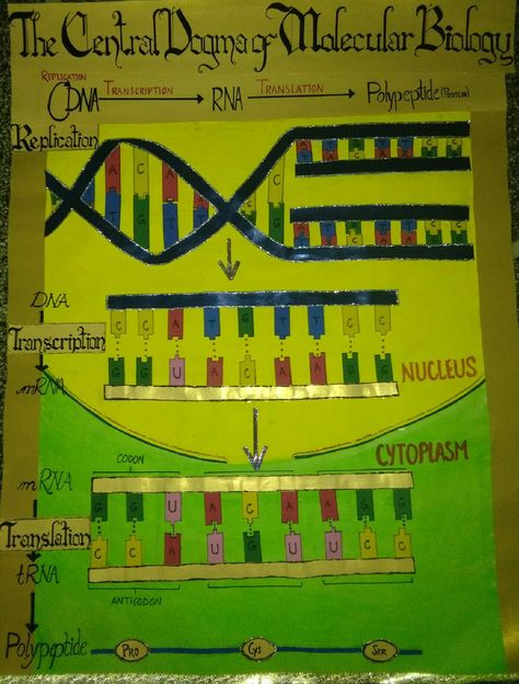 Project on central dogma of molecular biology made by @Royals_k Protein Synthesis Project, Biochemistry Project Ideas, Protein Synthesis Model, Central Dogma Of Molecular Biology, Translation Biology, Biology Model, Dna Activities, Biology Project, Biology Ideas