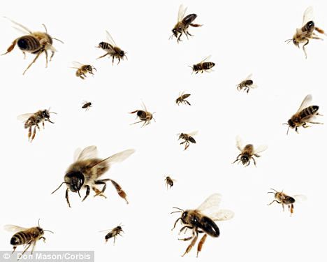 Swarm: The bees got loose in the business class cabin of a Boeing 757 flying from one side of Russia to the other Large Cardboard Boxes, Boeing 757, Bee Swarm, Art Connection, Honey Bee Hives, Bee Keeper, Flying Insects, Encaustic Art, Ap Art