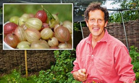 The easiest berries you can grow Gooseberry bushes thrive best when theyre neglected says MONTY DON making them the perfect plant for the time-poor gardener | Daily Mail Online Homemade Puddings, Fruit Farming, Small Fruit Trees, Gooseberry Plant, Farm Fruit, Gooseberry Bush, Garden Orchard, Prune Fruit, Horse Chestnut Trees