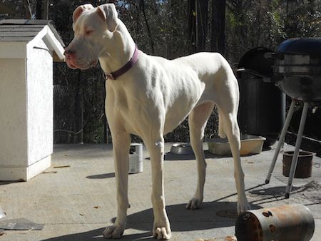 pure white great dane looks like my  ZIVA, but needs about 25 more pounds on her. ZIVA weighs 130. Great Dane Information, White Great Dane, Great Dane Temperament, Blue Great Danes, Dog Breeds Pictures, The Great Dane, Dane Puppies, 3 Dogs, Albino Animals