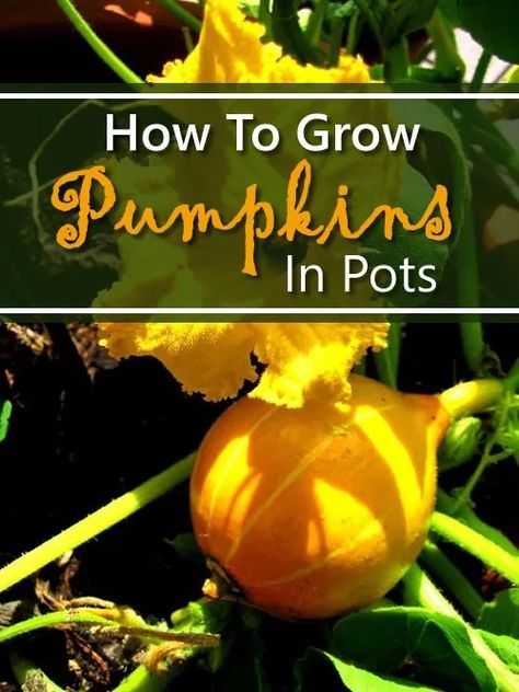 Growing Pumpkins In Containers, Pumpkins In Pots, Pumpkins In Containers, Grow Pumpkins From Seeds, How To Grow Pumpkins, Pumpkin Trellis, Grow Pumpkins, Grow Turmeric, Homestead Lifestyle