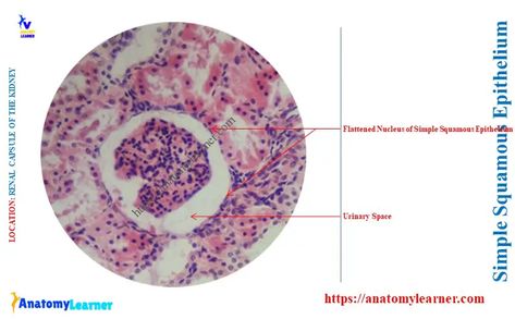 Where is Simple Squamous Epithelium Found Simple Squamous Epithelium, Squamous Epithelium, Body Cavities, Serous Membrane, Veterinary Anatomy, Vet Student, Anatomy Study, Cavities, Study Guide