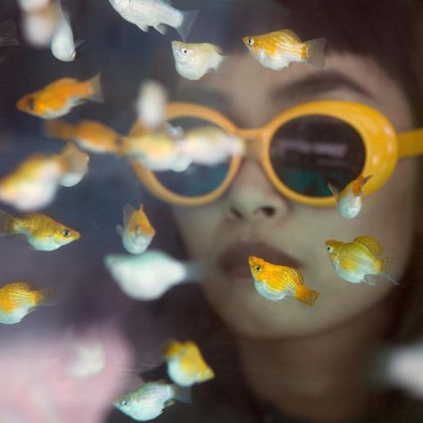 Yellow Fish, Arte Inspo, Yellow Aesthetic, Gorillaz, 인물 사진, Mellow Yellow, My Account, Photography Inspo, Goldfish