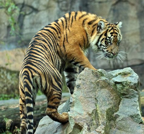 Sumatran tiger Big Cat Reference, Tigers Reference, Tiger Fotografie, Tiger Reference, Tiger Photography, Sumatran Tiger, Tiger Pictures, Cat Reference, Animal Study