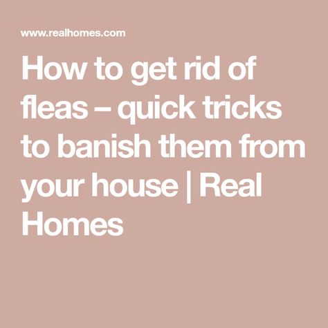 How To Get Rid Of Fleas In House Fast, Flea Bomb, Get Rid Of Fleas, Flea Remedies, Flea Infestation, Flea Spray, Household Pests, Pet Vacuum, Carpets And Rugs