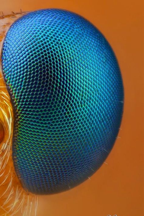 insect eye Insect Eyes Close Up, Insect Texture, Macro Insect Photography, Macro Photography Eyes, Bug Eyes, Insect Eyes, Macro Photography Insects, Micro Photography, Butterfly Eyes