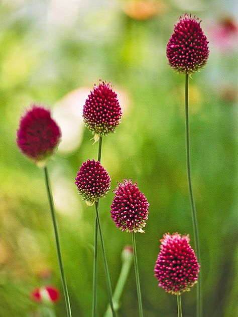 The drumstick allium has egg-shaped flowers in summer that start off green, then bloom and develop to pink and then clover red-purple. These plants are attractive in a bed or border, especially peeking up through other plants, such as roses, so that their nondescript foliage is hidden. Grows up to 36" tall in full sun in zones 3-8. Drumstick Allium, Light Purple Flowers, White Flower Farm, Have Inspiration, Dried Flower Arrangements, The Grass, Rock Garden, Front Garden, Summer Garden