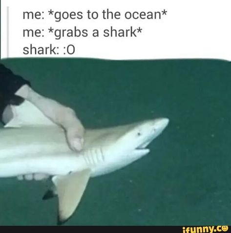 Silly Sea Creatures, Silly Shark, Shark Meme, Silly Sharks, Shark Species, Shark Facts, Funny Shark, Shark Pictures, Sharks Funny