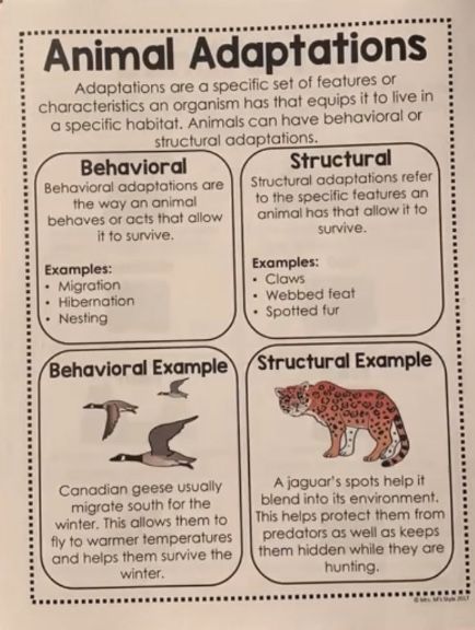 Animal Adaptations Anchor Chart, Adaptations Anchor Chart, Animal Adaptations Activities, Structural Adaptations, Classroom Structure, Animal Adaptation, Biomes Project, Science Anchor Charts, Biology Projects