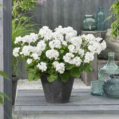 Collection Board, Landscaping Ideas, Geraniums, White Flowers, Landscaping, Cottage, Plants, Flowers, White