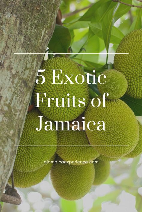 Top 5 Exotic Fruits of Jamaica Jamaican Fruits, Star Apple, Jamaican Food, Rum Cake, Jamaican Recipes, Exotic Fruit, Jamaica, The Top, The Incredibles