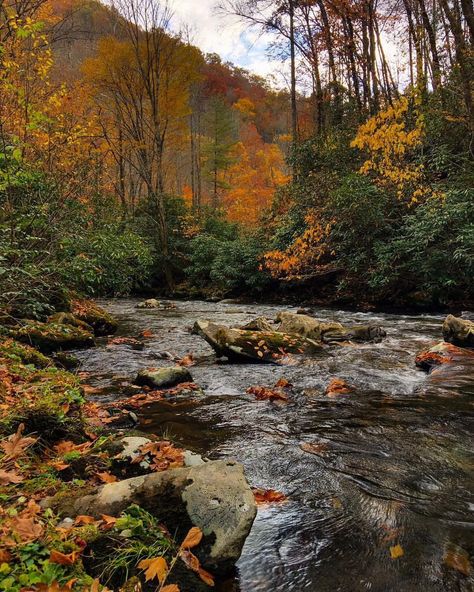 Smoky Mountain Pictures, Smoky Mountain Fall Foliage, Great Smoky Mountains Aesthetic, Smoky Mountain Scenic Drive, Smokey Mountains Horseback Riding, Smokey Mountains National Park, Fall Beauty, Mountain Park, Woodland Forest