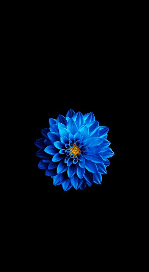 Iphone 6 Flower Wallpaper, Cool Blue Wallpaper, Black And Purple Wallpaper, Flower Background Iphone, Blue Flower Wallpaper, Best Nature Wallpapers, Iphone Wallpaper Video, Rose Flower Wallpaper, Flower Watch