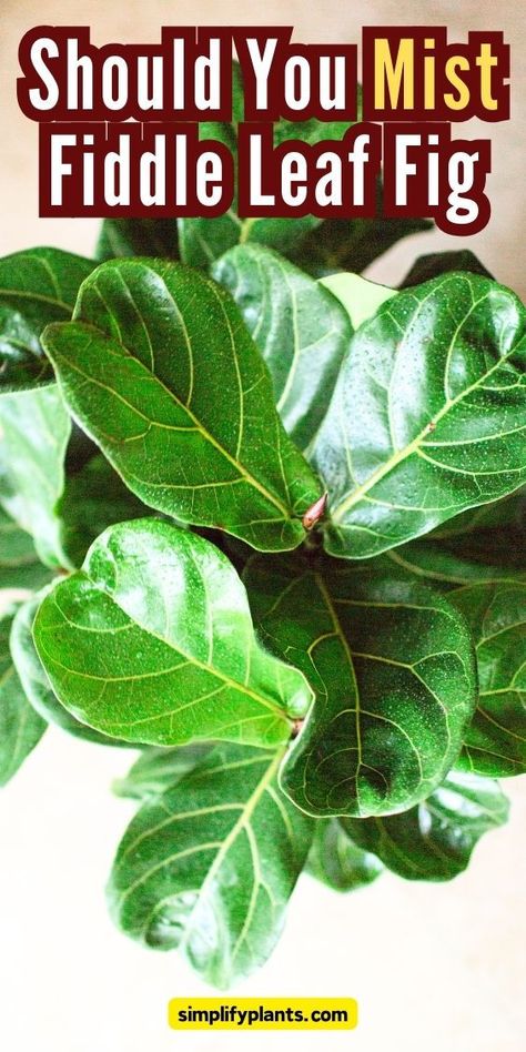 Fiddle Leaf Fig | Indoor Gardening - Mist fiddle leaf fig, fiddle leaf fig misting, fiddle leaf fig watering, 
fiddle leaf fig care, fiddle leaf fig problems, fiddle leaf fig leaves, 
fiddle leaf fig humidity, fiddle leaf fig tips, fiddle leaf fig 
maintenance, fiddle leaf fig watering schedule. fiddle leaf 
fig moisture, fiddle leaf fig leaf care, fiddle leaf fig water frequency, 
fiddle leaf fig plant care Fig Plant Indoor, Fig Plant Care, Fiddle Fig Tree, Fiddle Leaf Fig Care, Fiddle Leaf Fig Plant, Fiddle Leaf Tree, Fig Plant, Fiddle Fig, Ficus Lyrata