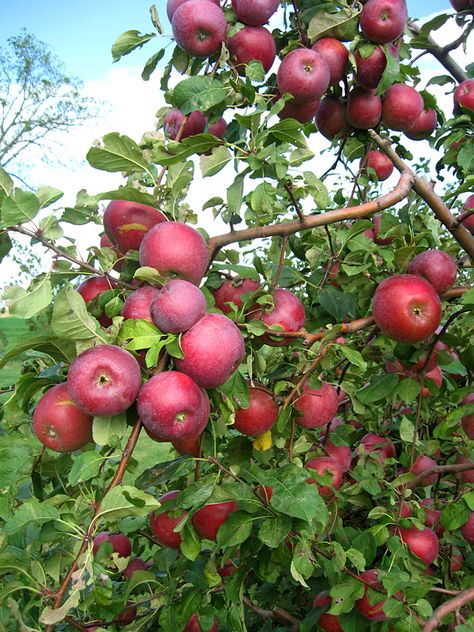 Plant Fruit Trees, Small Orchard, Tree House Drawing, Fruit Trees Backyard, Apple Plant, Apple Garden, Backyard Gardens, Small Farms, Growing Fruit Trees