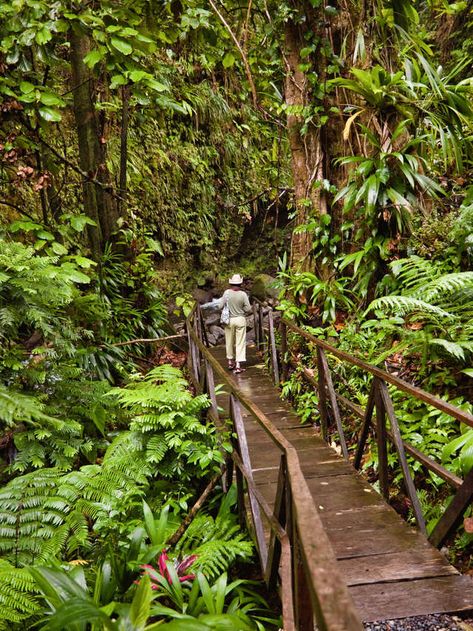 Roseau Dominica, Carribean Cruise, Lesser Antilles, Vacation Planner, Caribbean Travel, Tropical Forest, Trip Itinerary, North America Travel, Beautiful Places To Travel