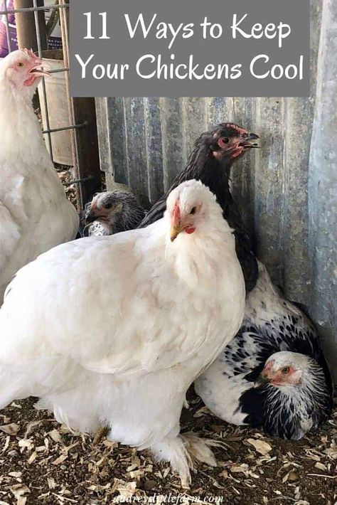 Meat Chickens Breeds, How To Keep Chickens, Backyard Chicken Coop Plans, Backyard Chicken Farming, Chicken Health, Crazy Chicken, Raising Backyard Chickens, Chicken Garden, Keeping Chickens