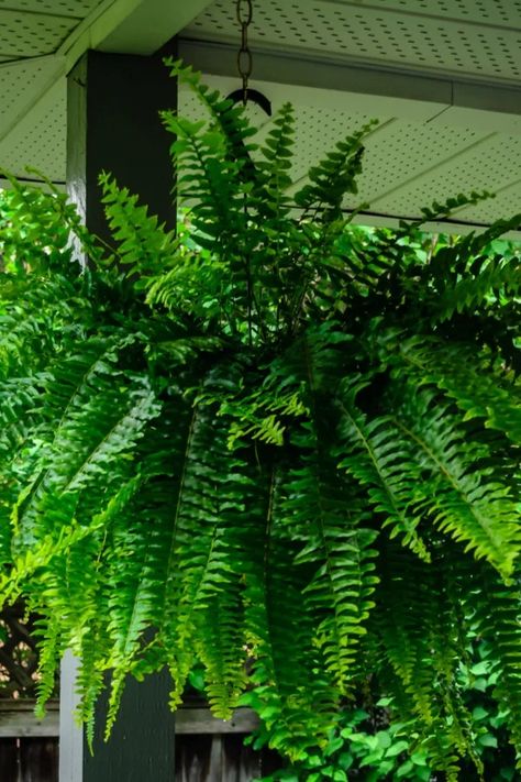 How To Save Your Ferns! Bringing Ferns Indoors For The Winter Christmas Fern Decor, Bringing Ferns Inside For Winter, Hanging Ferns Indoors, Wintering Ferns, Bringing Plants Inside For Winter, Overwinter Ferns, Ferns In Pots, Outdoor Ferns, Overwintering Plants