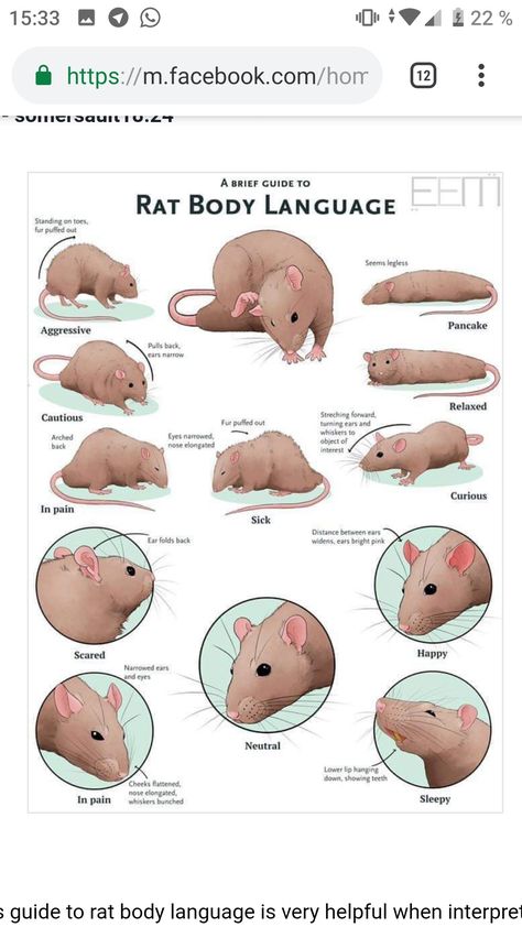 Rat Information, Dumbo Rat Drawing, Rat Homes Ideas, Rat Playpen Ideas, Pet Rat Supplies, Pet Rat Tips, Rat Cage Ideas Aesthetic, Rat Enclosure Ideas, Rat Free Roam Area