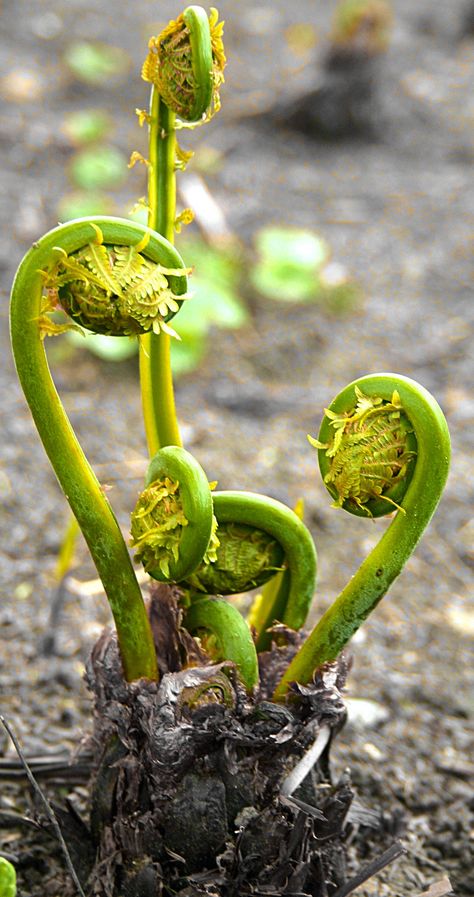 Fiddlehead Ferns = pohole = fiddlehead greens = fern. When a fern first emerges from the ground, its uncoiled frond is called a fiddlehead. Edible varieties of fiddleheads include those from the ostrich fern and the less common wood fern.   . Fiddleheads from bracken ferns resemble those from ostrich ferns, but are believed to be carcinogenic. Be very careful if you're gathering fiddleheads from the wild. Undercooked ostrich fern fiddleheads also have been linked to some cases of food poisoning. Fern Plant Care, Fern Fiddlehead, Ostrich Ferns, Bracken Fern, Fiddlehead Fern, Spirals In Nature, Fiddlehead Ferns, Wood Fern, Ferns Garden